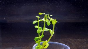 БАКОПА ЛАНИГЕРА. BACOPA LANIGERA. СЕКРЕТЫ СОДЕРЖАНИЯ В АКВАРИУМЕ