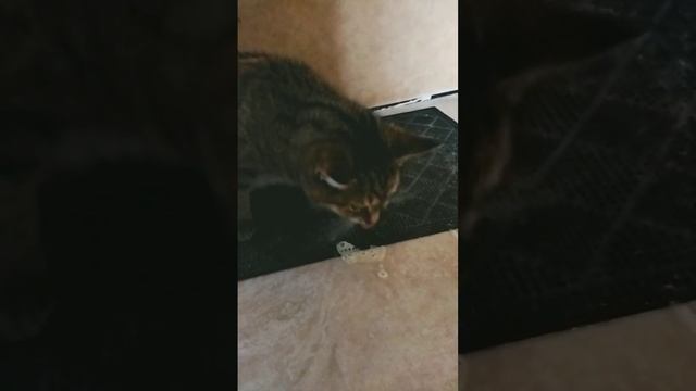 кошка блюёт