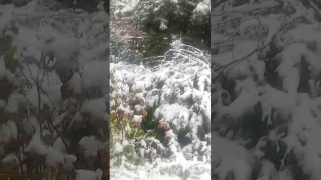 Тыквины на снегу