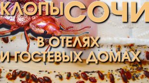 Уличный клоп, клопы в квартире, клопы постельные, мраморный клоп, укусы мошек, как обнаружить клопов