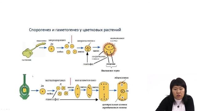 Многообразие растений