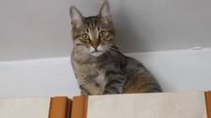 Барсик и рука (видео). Кот умывается.