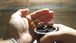 КАК ВЫРАСТИТЬ ЭВКАЛИПТ ИЗ СЕМЯН. МОЙ ОПЫТ. Eucalyptus citriodora