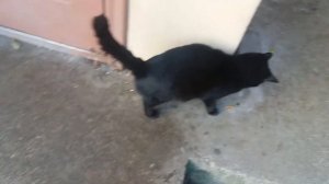 Позови кота с собой! )