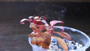 АЛЬТЕРНАНТЕРА РЕЙНЕКИ МИНИ. СЕКРЕТЫ СОДЕРЖАНИЯ. Alternanthera reineckii «Mini»
