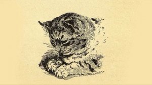 «Признания старого Петербургского кота Васьки. Часть 2.»