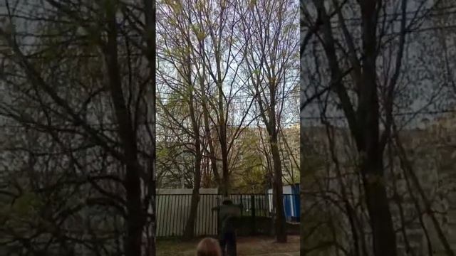 обезьяна доставала бумеранг