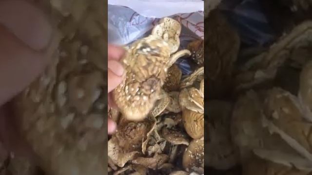 Убийственные пантерные мухоморы. Ежовик гребенчатый, мухоморы, пишите в телеграмм @Muhomar смотреть онлайн