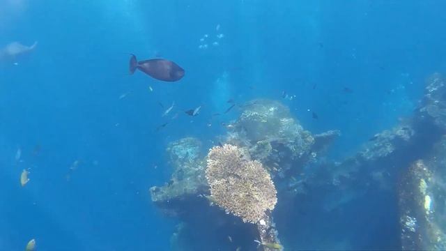 Сказочный подводный мир на Бали. Снорклинг на Бали. Затонувший корабль недалеко от берега.