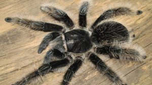 Паук-птицеед Brachypelma albopilosum Nicaragua (Брахипельма альбопилозум), кормление!