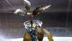 КРИПТОКОРИНА НУРИ РОЗЕН МЭЙДЕН. СОДЕРЖАНИЕ. Cryptocoryne nurii "ROSEN MAIDEN"