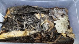 САМЫЙ ВАЖНЫЙ ЖИВОЙ КОРМ! Collembola. КОЛЛЕМБОЛА. ПОЛНАЯ ТЕХНОЛОГИЯ ВЫРАЩИВАНИЯ