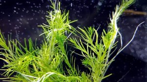 РОТАЛА НАНЬЕНШАН. Rotala sp. Nanjenshan. СЕКРЕТЫ СОДЕРЖАНИЯ В АКВАРИУМЕ