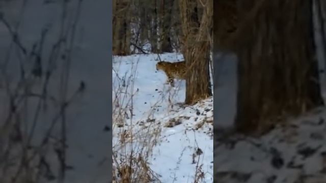 Леопард вышел к автолюбителям \ Leopard near the road