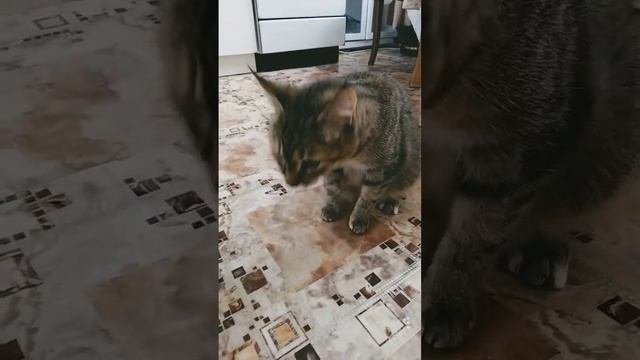 кошка блюëт 4