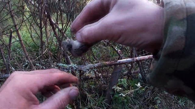 Установка орнитологической сети и как правильно вынимать из неё птиц смотреть онлайн