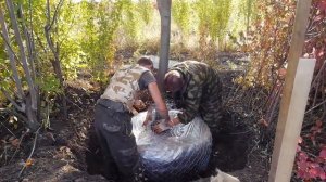 Как правильно пересадить крупномер. Пересадка крупномера липы часть 2