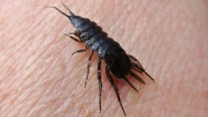 ЗАБЫТЫЙ ЖИВОЙ КОРМ. ВОДЯНОЙ ОСЛИК.  Asellus aquaticus