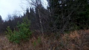 опять за щуром