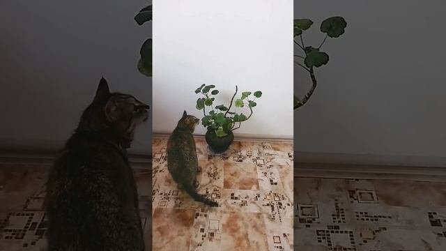герань и кошка