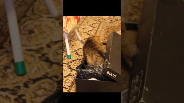 Short video |Barsik and box| #cats #shorts