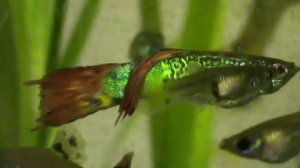 Самец гуппи с небольшим хвостом