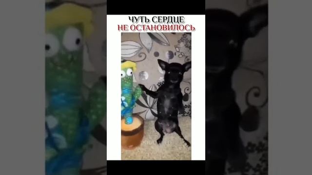 Лучший танцор🐕