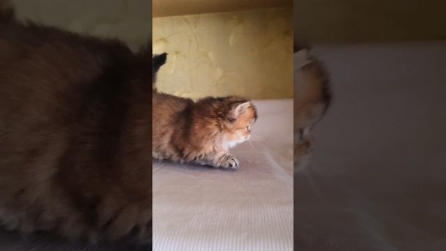 lv_0_20241013125345~2.mp4