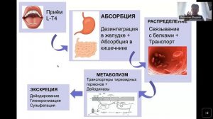 Левотироксин: кому, когда и как? Вопросы повседневной терапии заболеваний щитовидной железы