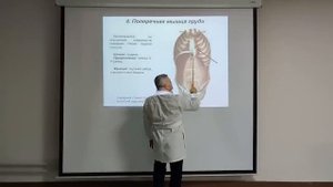 Мышцы туловища