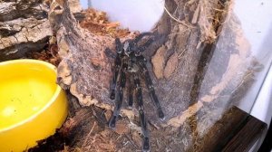 ОЧЕНЬ ТОКСИЧНЫЙ Бахромчатый украшенный паук-птицеед Poecilotheria ornata