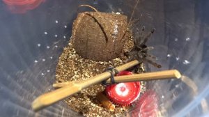 Psalmopoeus cambridgei l5