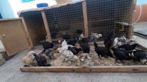 Чип чип жужаларим