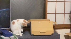 Scamp the Cat thinks he's a Jack in the Box, but Trouble Cat isn't fooled