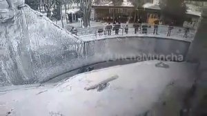 Шок! Женщина сбросила свою дочь в вольер к медведю