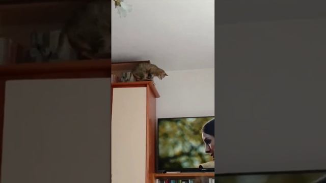 кошка... как мешок с г...м
