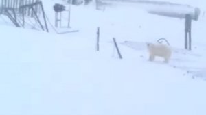 Новая земля п. Белушья губа. Белые медведи))))