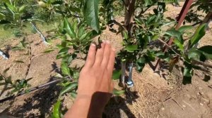 Mema Mestar Apple Variety Red Delicious on M9 Rootstock 24 April High Density Plantation Quality 🍎