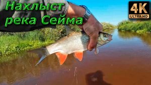 Нахлыст в забродку. Река Сейма, попытка укрупниться...