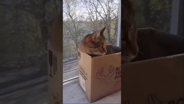 Funny cats |Barsik is sitting in a box| #cats #shorts