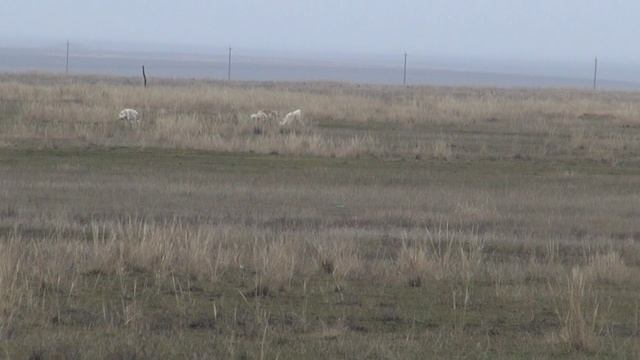 Охота с Русской псовой борзой.