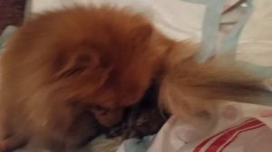 Роды у шпица, рождение щенков