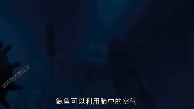 鲸鱼潜入海底上千米都没事，钢铁打造的潜艇，却容易被海水压扁？【万物灵】