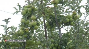 В Дагестане завершается сбор фруктов и винограда