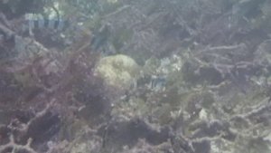 ФИЛИППИНЫ. СМЕРТЕЛЬНАЯ ОПАСНОСТЬ НА КУРОРТАХ РАЙСКИХ ОСТРОВОВ.