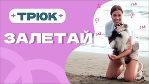 Классный и простой трюк Залетай, Собака кувырком залетает на руки