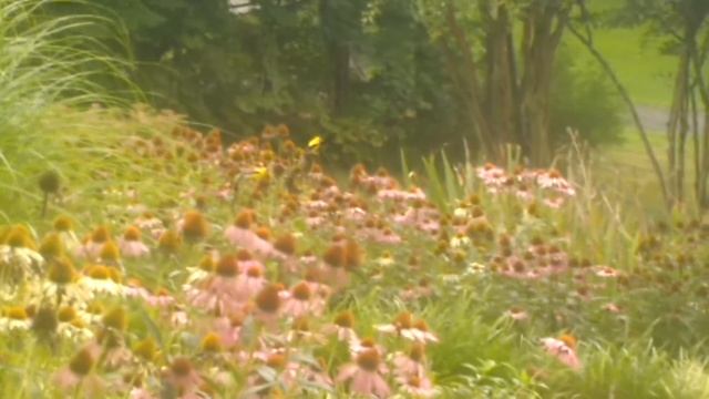 yellow finch eating pink & white coneflower смотреть онлайн