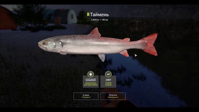 Таймень, зачетный, река Белая, игра Русская Рыбалка 4, Russian Fishing 4