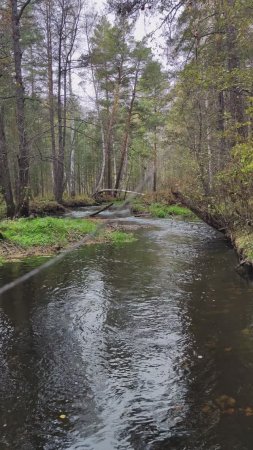 Журчит Горькая речка, поёт моё сердечко