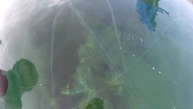 Гуляем по прозрачному льду Байкала, ёлка посреди Байкала. Байкал зимой / Baikal in winter смотреть онлайн